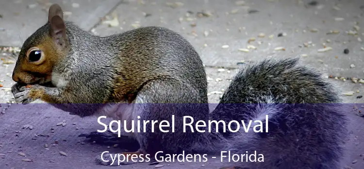 Squirrel Removal Cypress Gardens - Florida