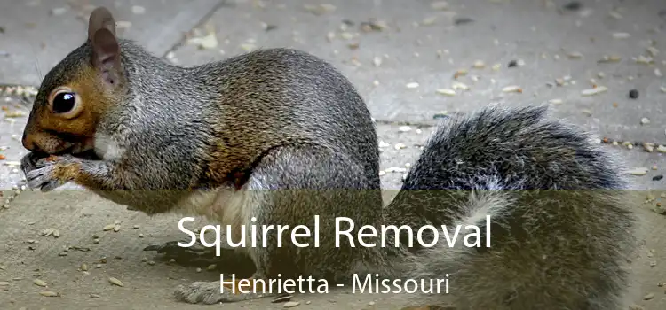 Squirrel Removal Henrietta - Missouri