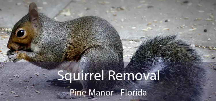 Squirrel Removal Pine Manor - Florida