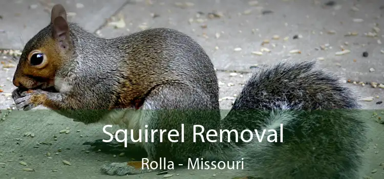 Squirrel Removal Rolla - Missouri