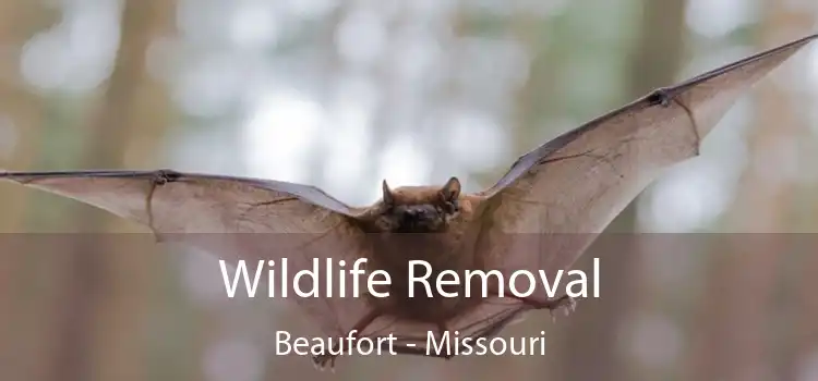 Wildlife Removal Beaufort - Missouri