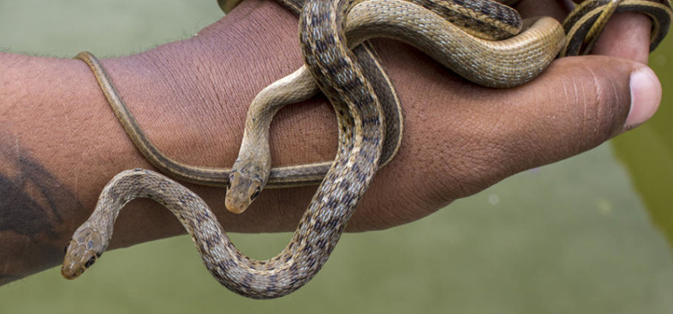 Rocky Mount baby snakes removal