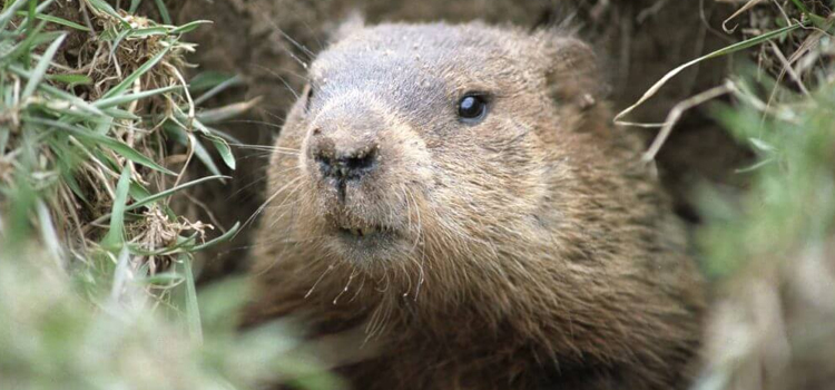 get rid of groundhogs in Carterville