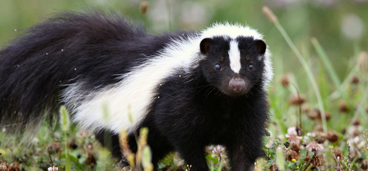 get rid of skunks humanely in Wayland