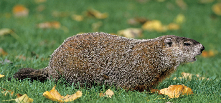 groundhog removal service near me in Stotts City